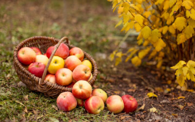 Fall Equinox: a meditation on apples